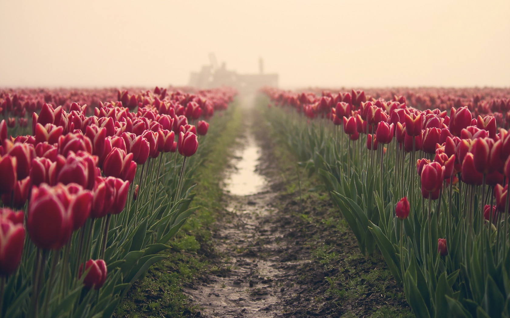 ♈ field, plants, Agro (Plants), flowers, tulips, path, dirt, mud, nature | 1680×1050 -【唯美小筑】
